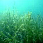 たてやま・海辺の鑑定団「アマモの苗床作り」