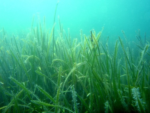 たてやま・海辺の鑑定団「アマモの苗床作り」