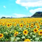 8月のキャンセル情報