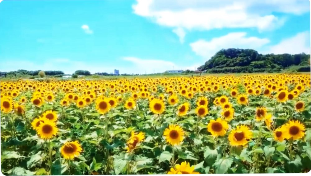 8月のキャンセル情報